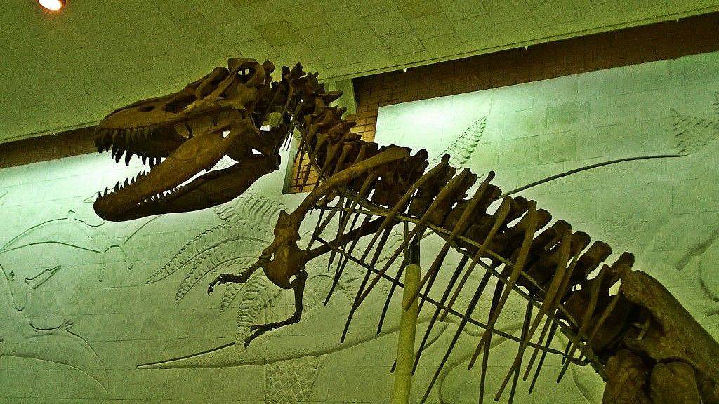 Палеонтологический музей Орлова - Батин Блог