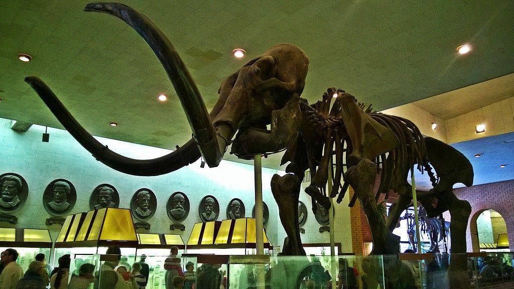 Палеонтологический музей на Профсоюзной - Батин Блог